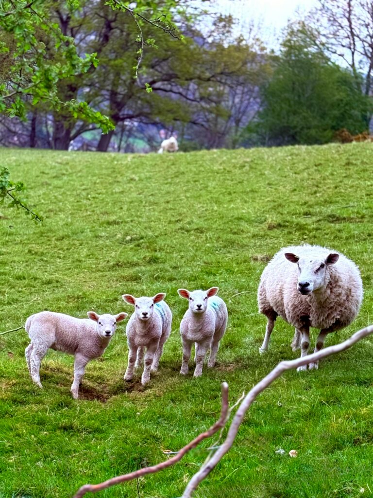 bentonite utilisée chez les animaux ruminants