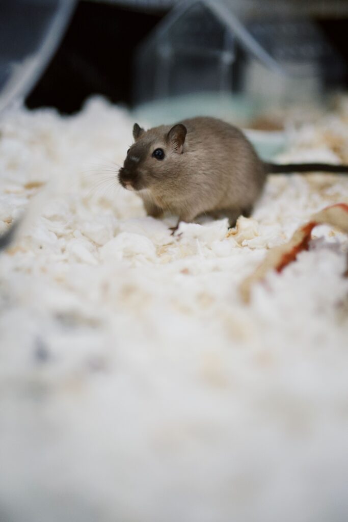 étude sur argile verte microbiote chez la souris